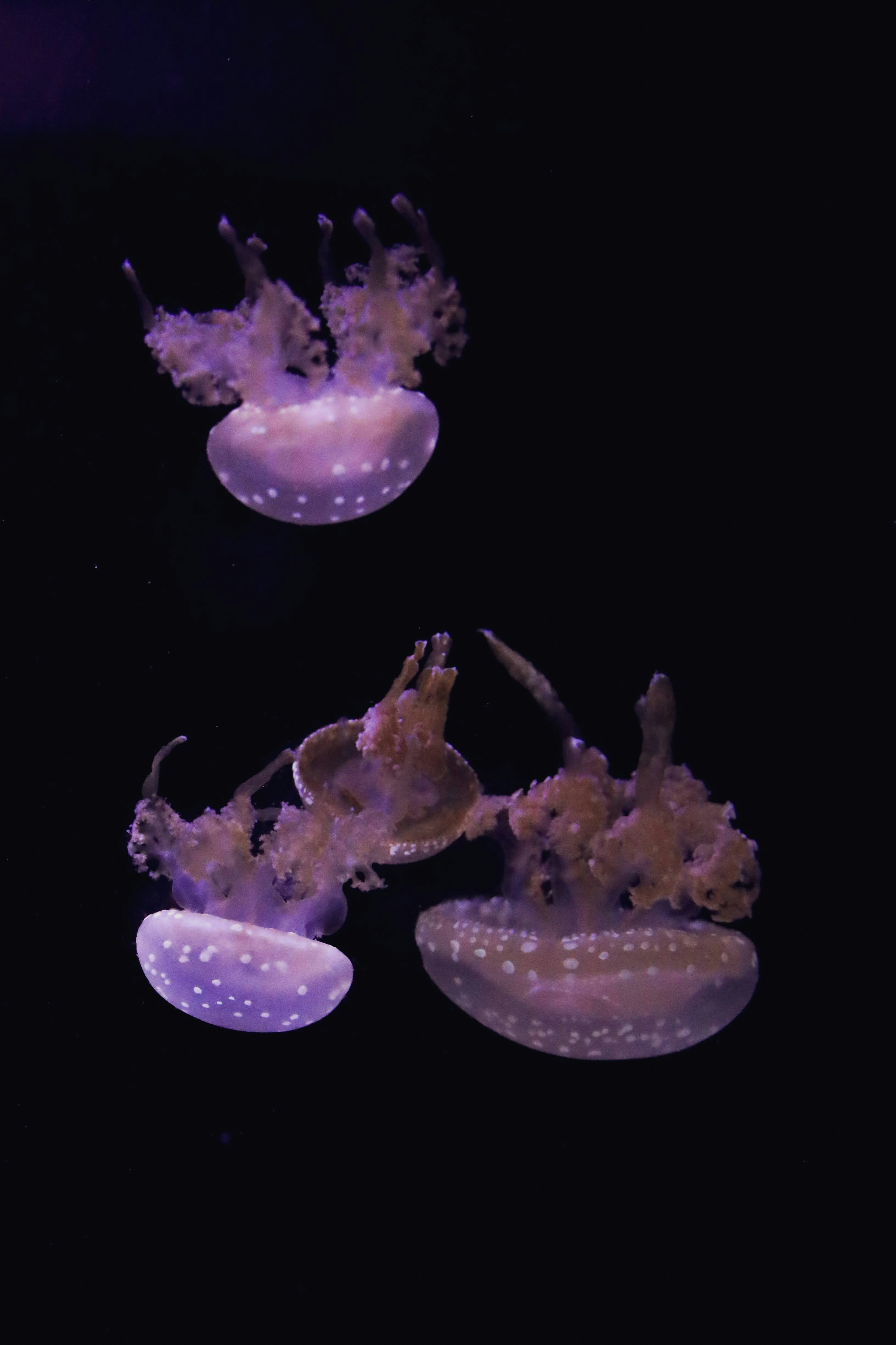 A group of jellyfish swimming in the water photo – Free Light Image on ...
