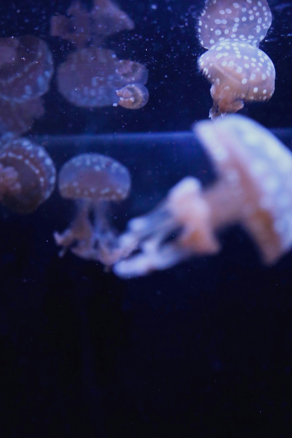 eine Gruppe von Quallen, die in einem Aquarium schwimmen