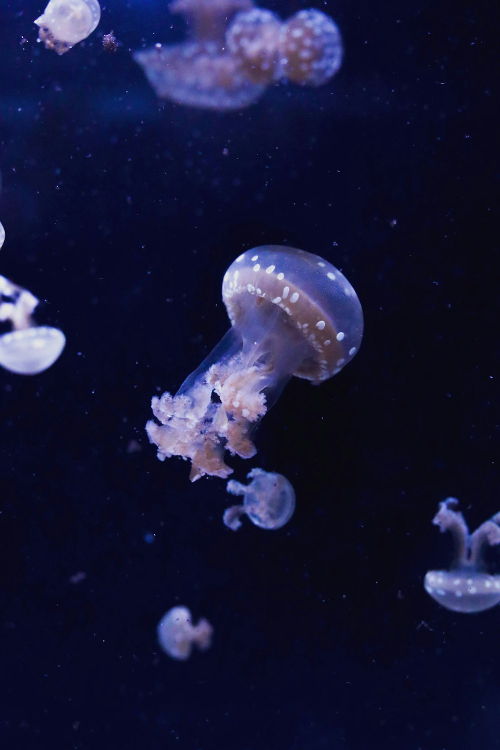 eine Gruppe von Quallen, die in einem Aquarium schwimmen