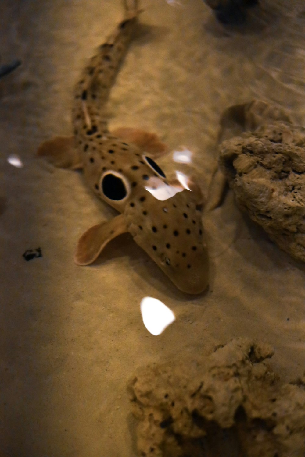 a fish that is laying on the sand
