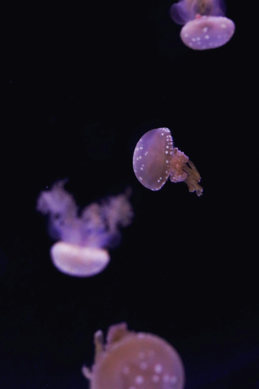 a group of jellyfish floating in the water