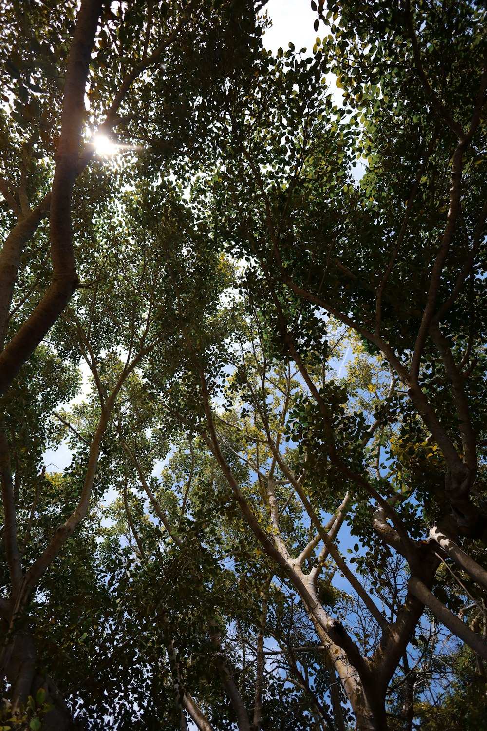 the sun shines through the trees in the forest