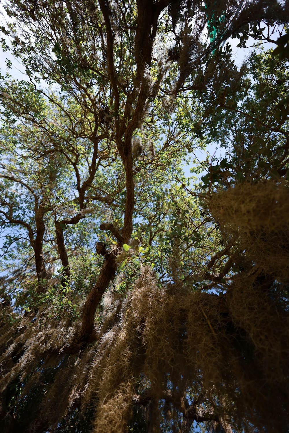 looking up into the canopy of a tall tree