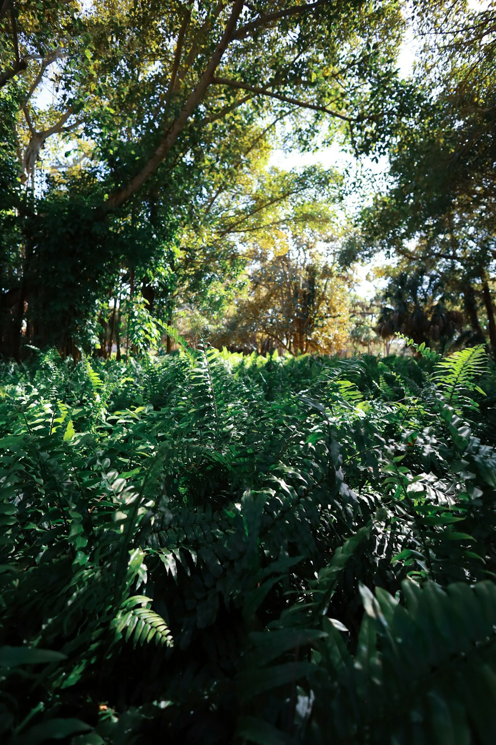 uma floresta verde exuberante cheia de árvores