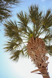 a palm tree with a bird perched on top of it
