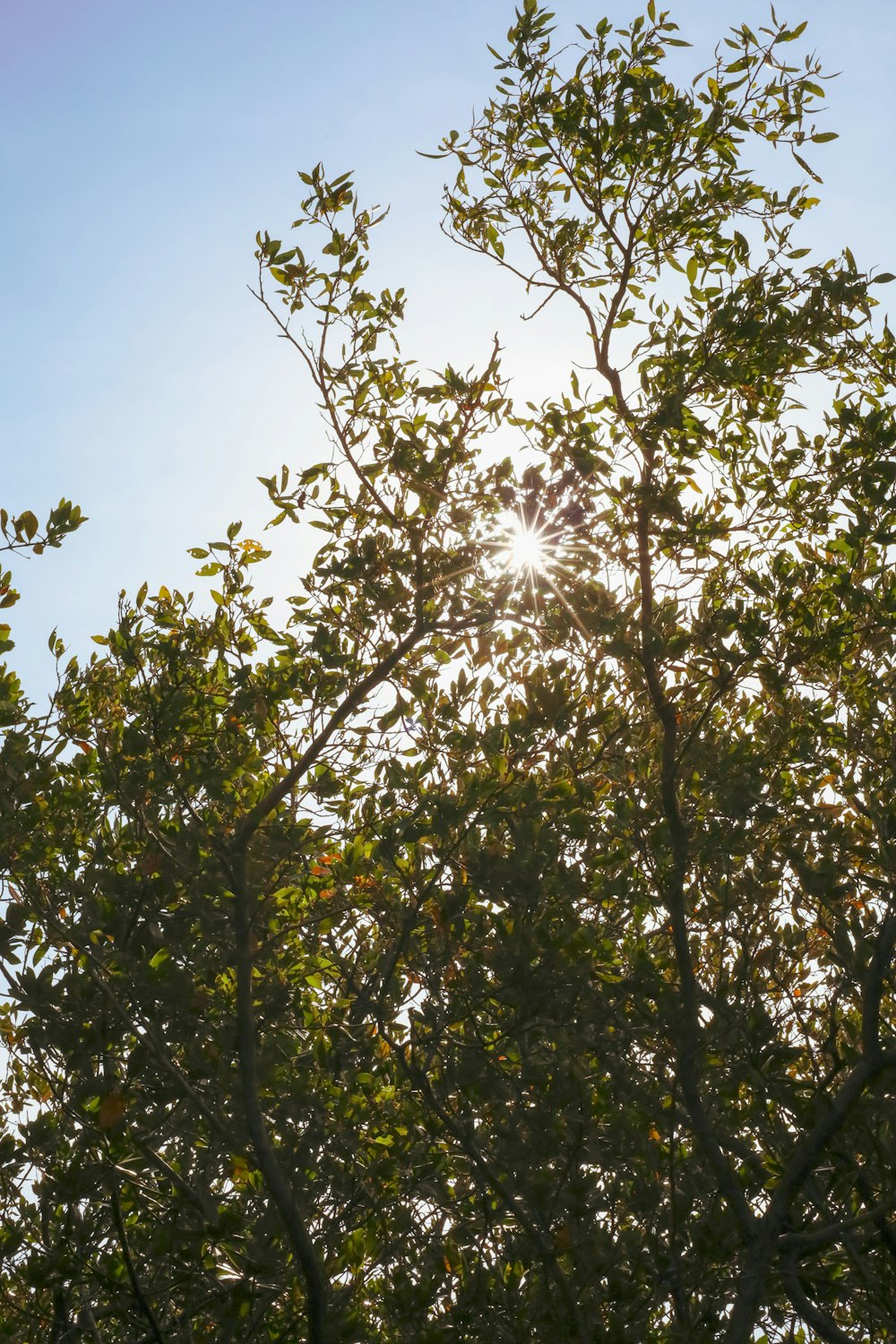 die Sonne scheint durch die Blätter eines Baumes