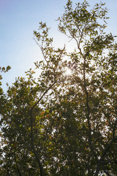 the sun shines through the leaves of a tree