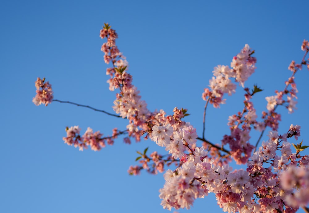 a branch of a cherry blossoming tree with a blue sky in the background
