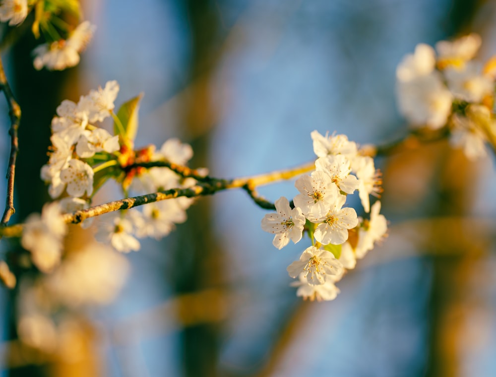 a branch of a tree with white flowers