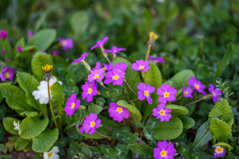 a group of purple and yellow flowers in a garden