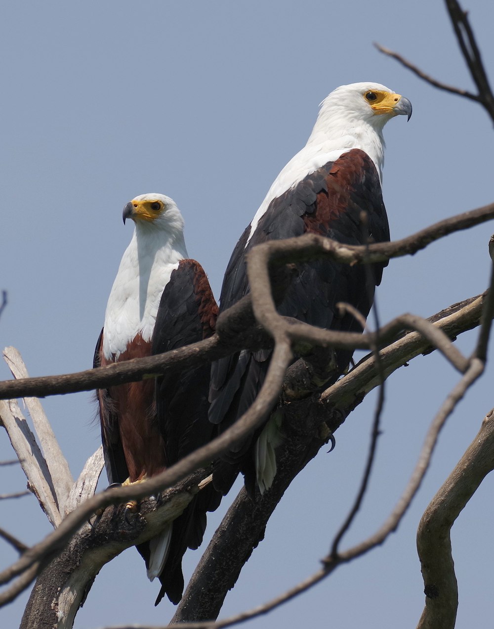 two large birds perched on top of a tree branch