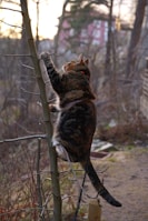 a cat standing on its hind legs on a fence