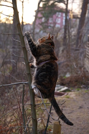 a cat standing on its hind legs on a fence
