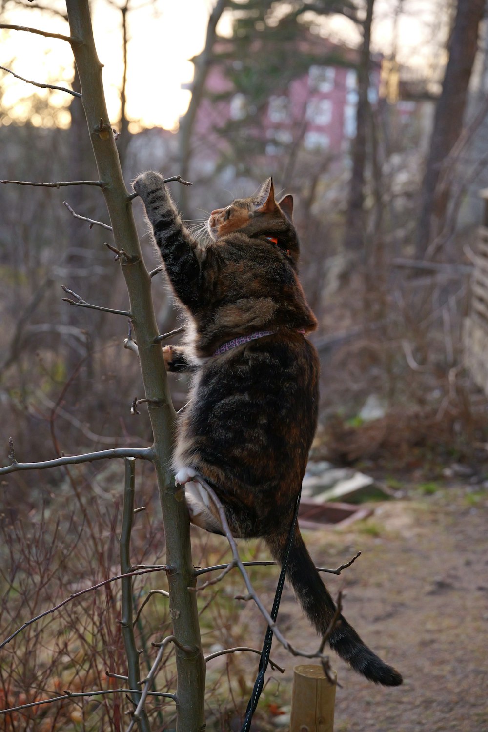 a cat standing on its hind legs on a fence