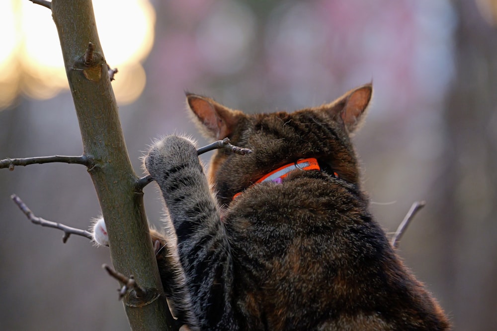a cat sitting on a branch of a tree