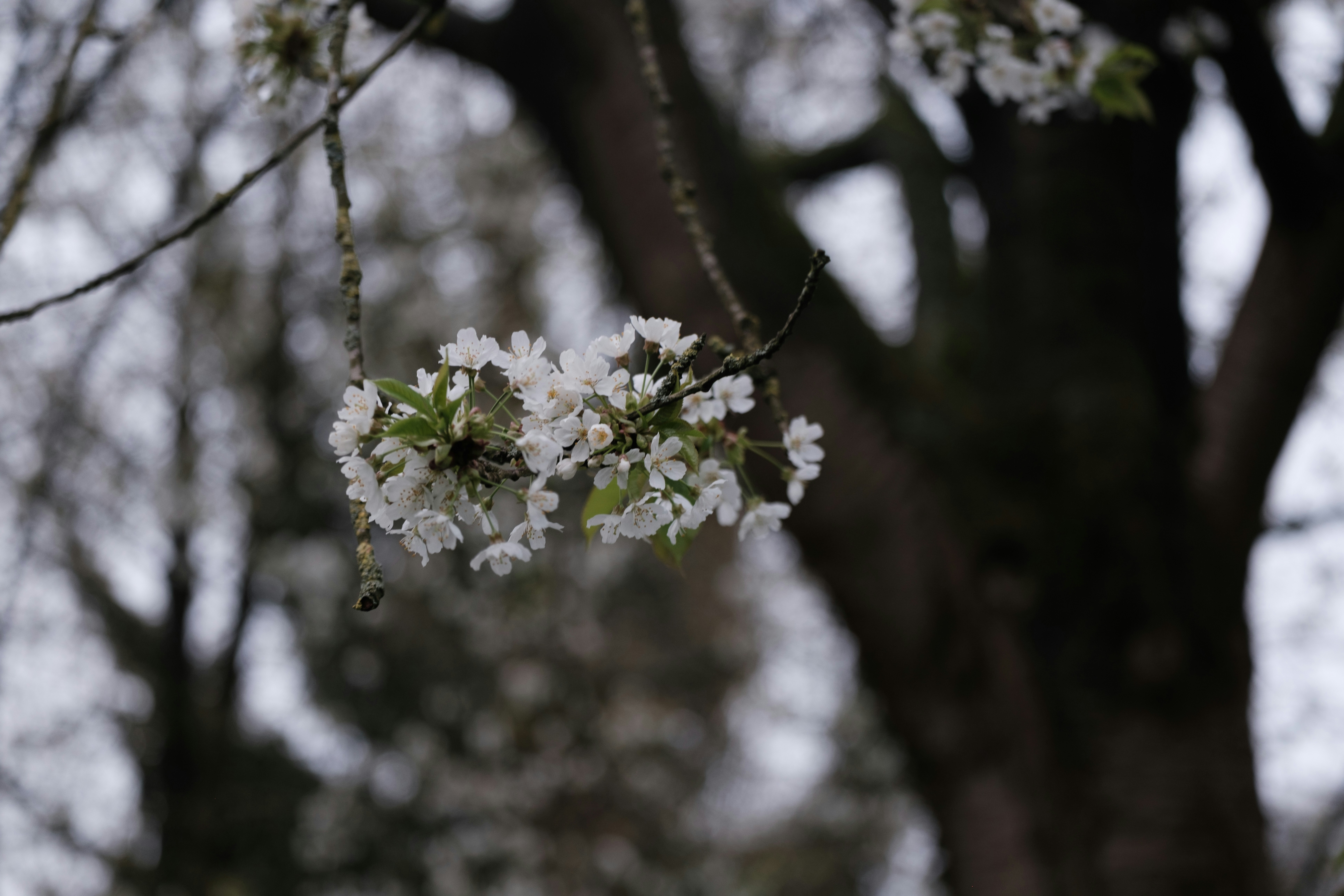 Photo by haberdoedas2