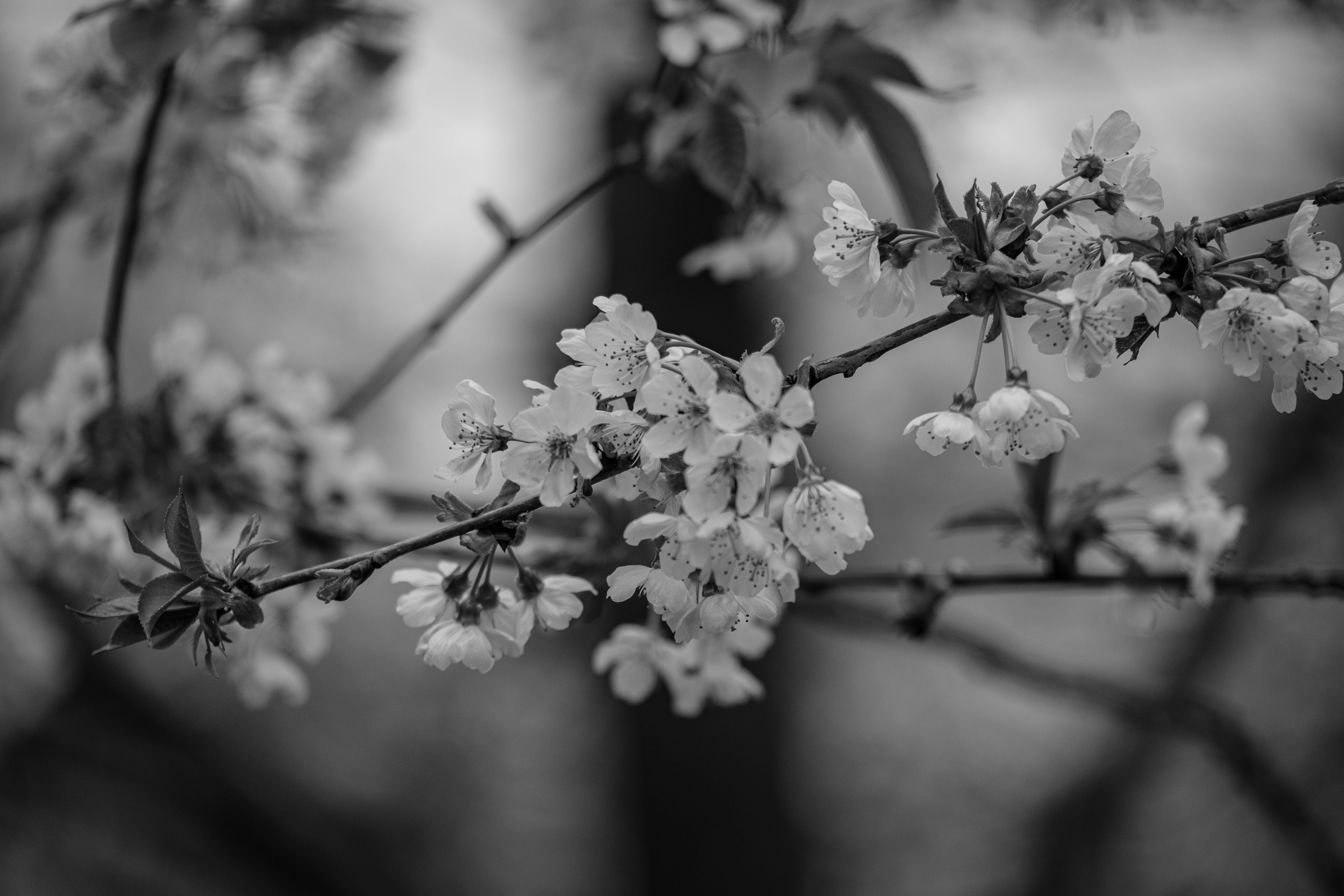 Photo by haberdoedas2