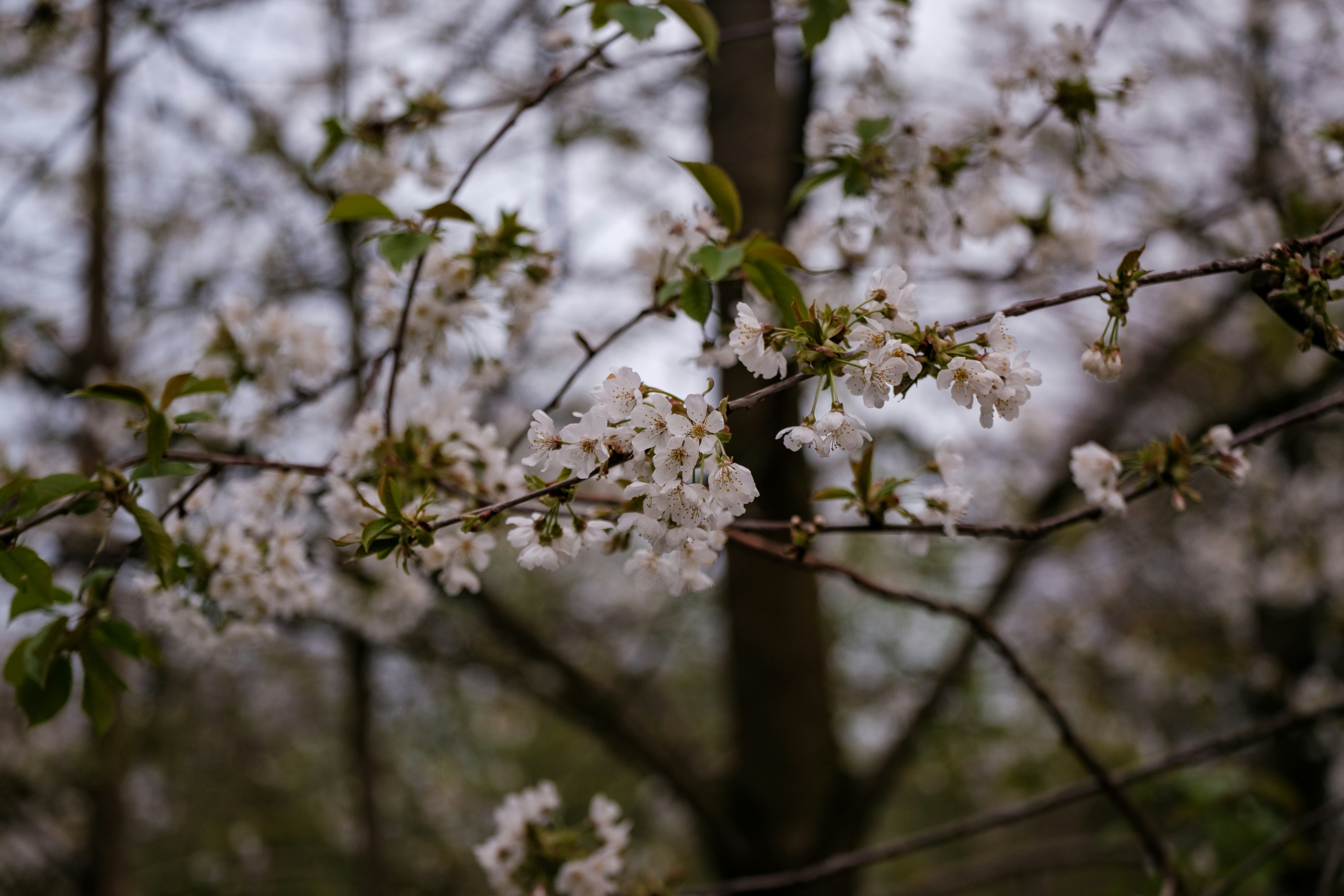 Photo by haberdoedas2