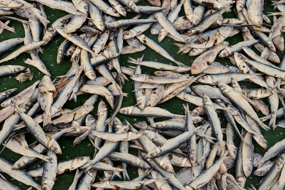 a bunch of fish that are laying on the ground