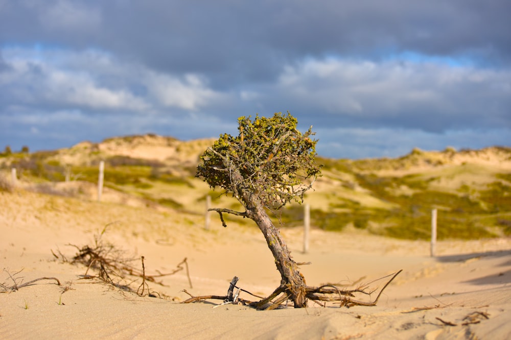 a tree that is sitting in the sand