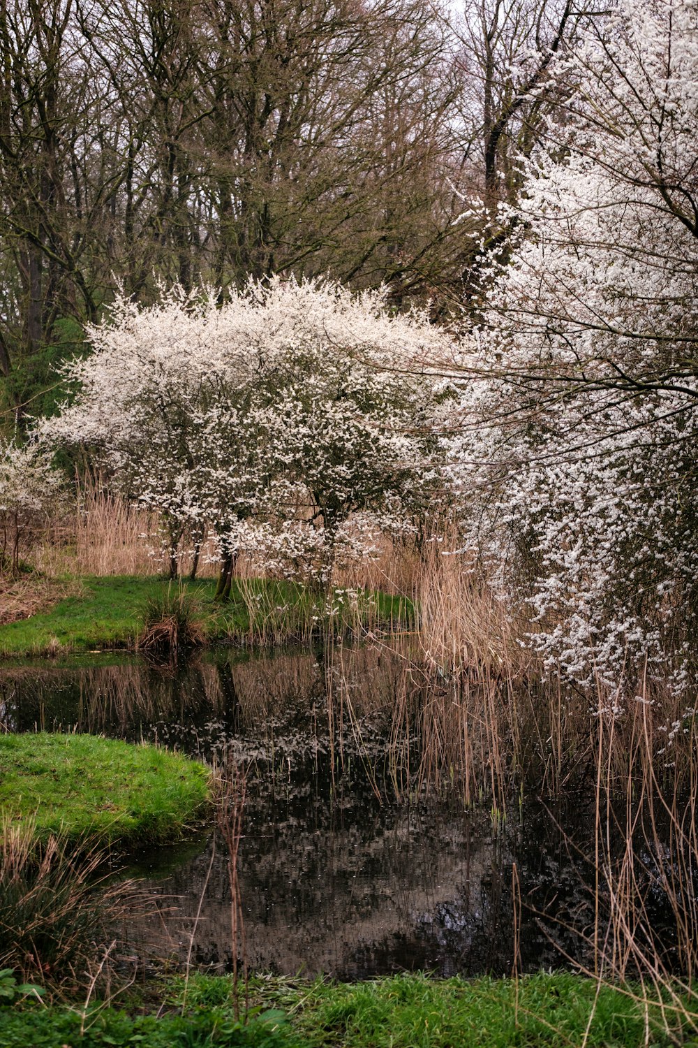 a small pond surrounded by trees and grass