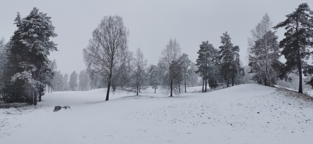un campo cubierto de nieve con árboles y nieve