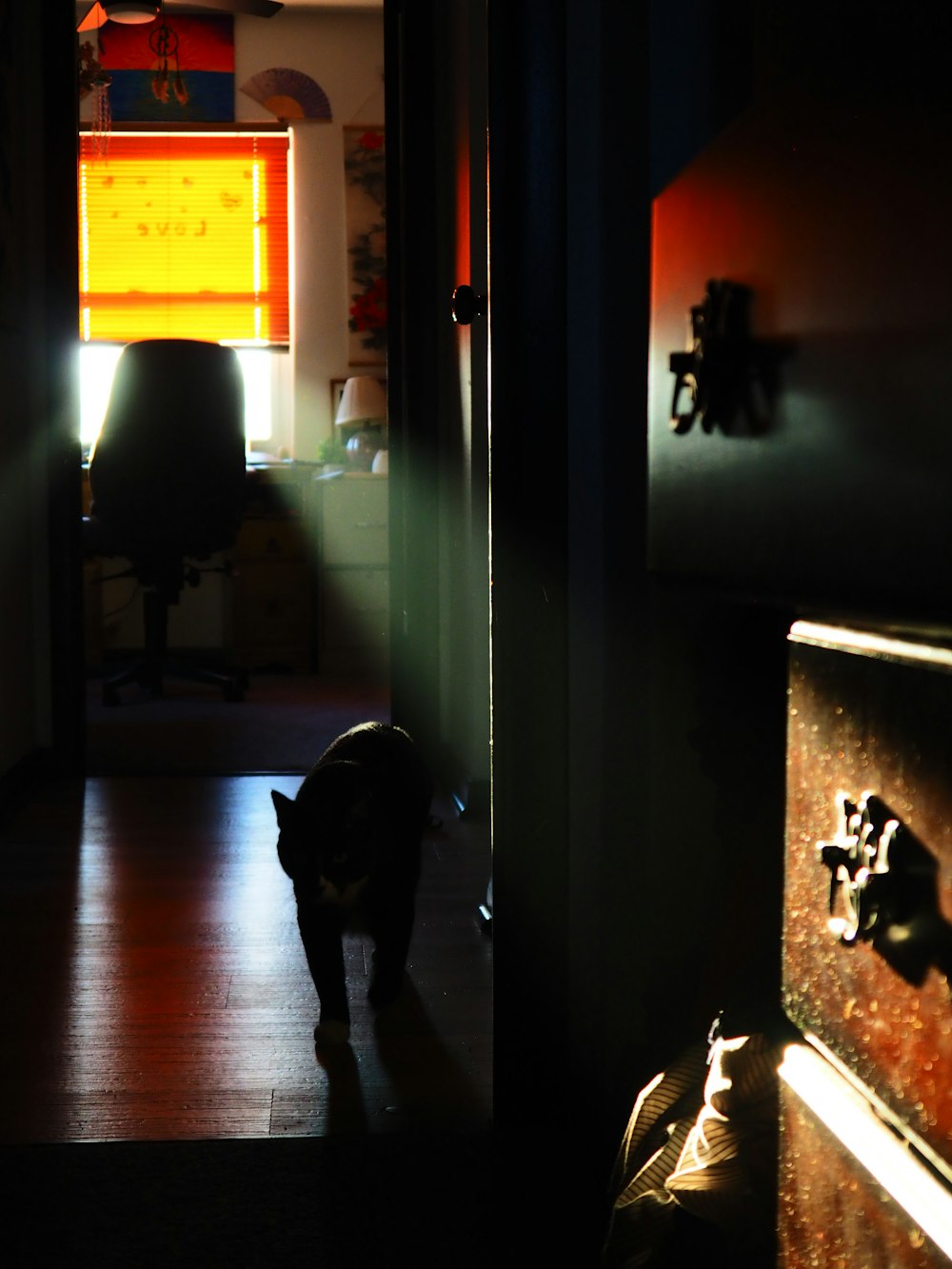 a cat is standing in a dark hallway