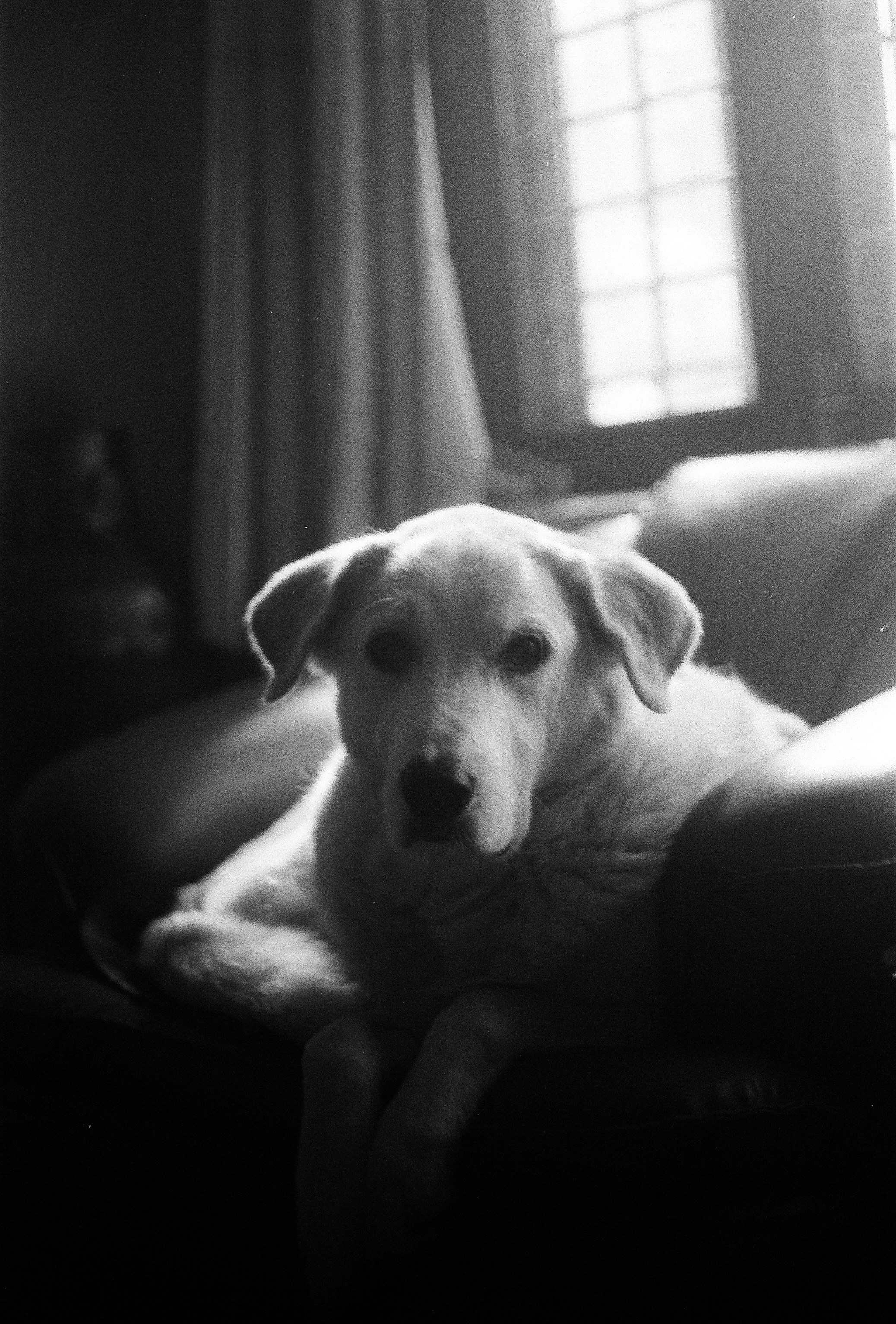 a black and white photo of a dog sitting on a couch