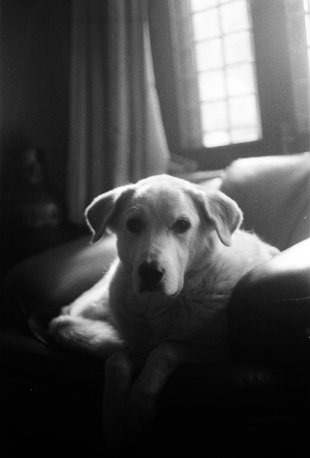 a black and white photo of a dog sitting on a couch