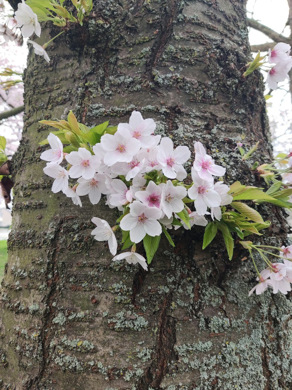 a branch of a tree with flowers growing on it