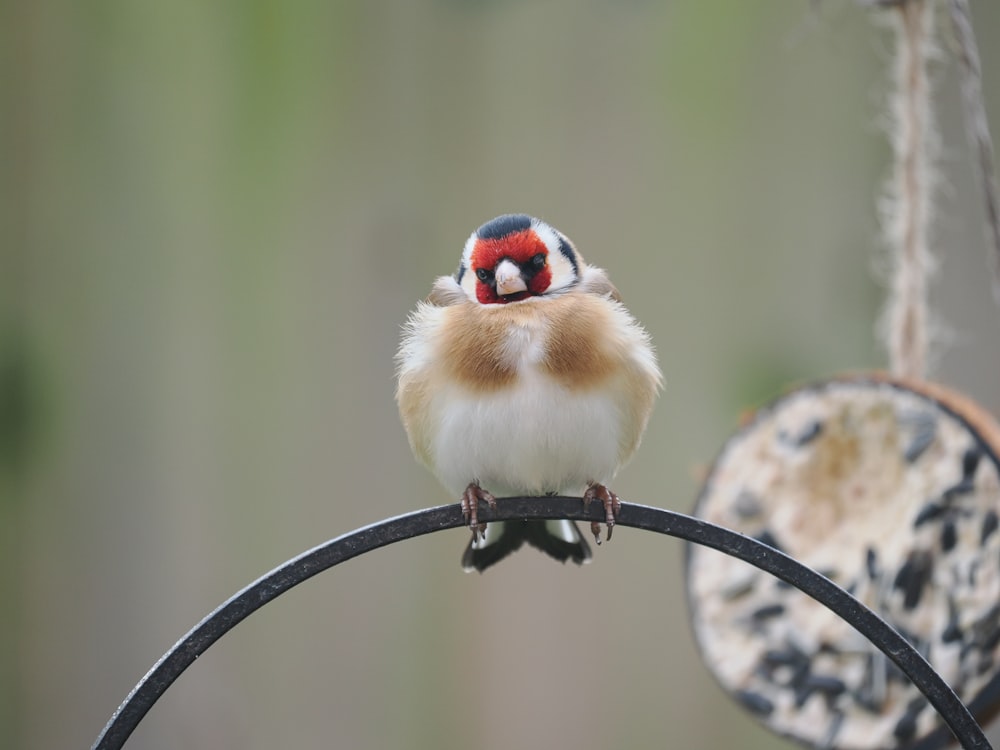 un pequeño pájaro sentado en lo alto de un poste de metal