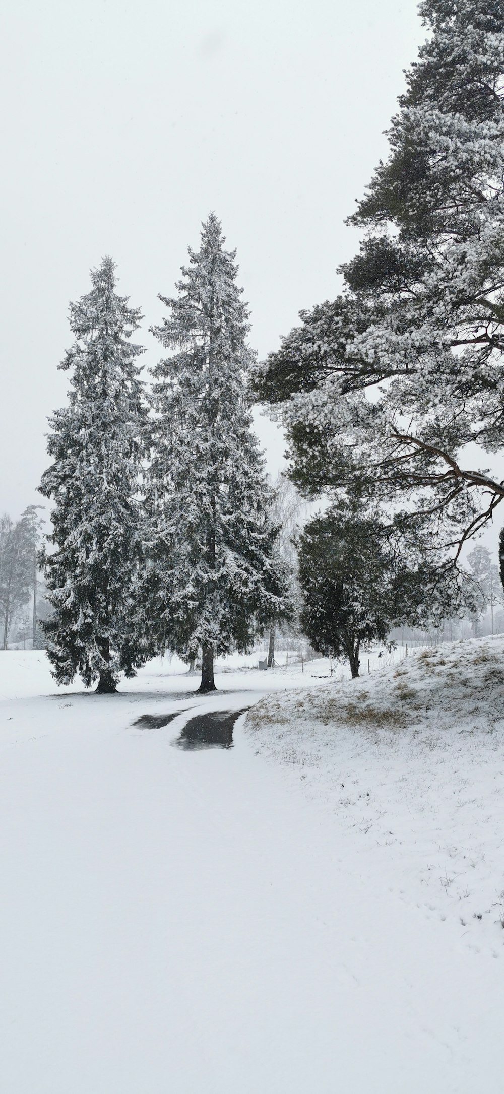 a snow covered field with trees in the background