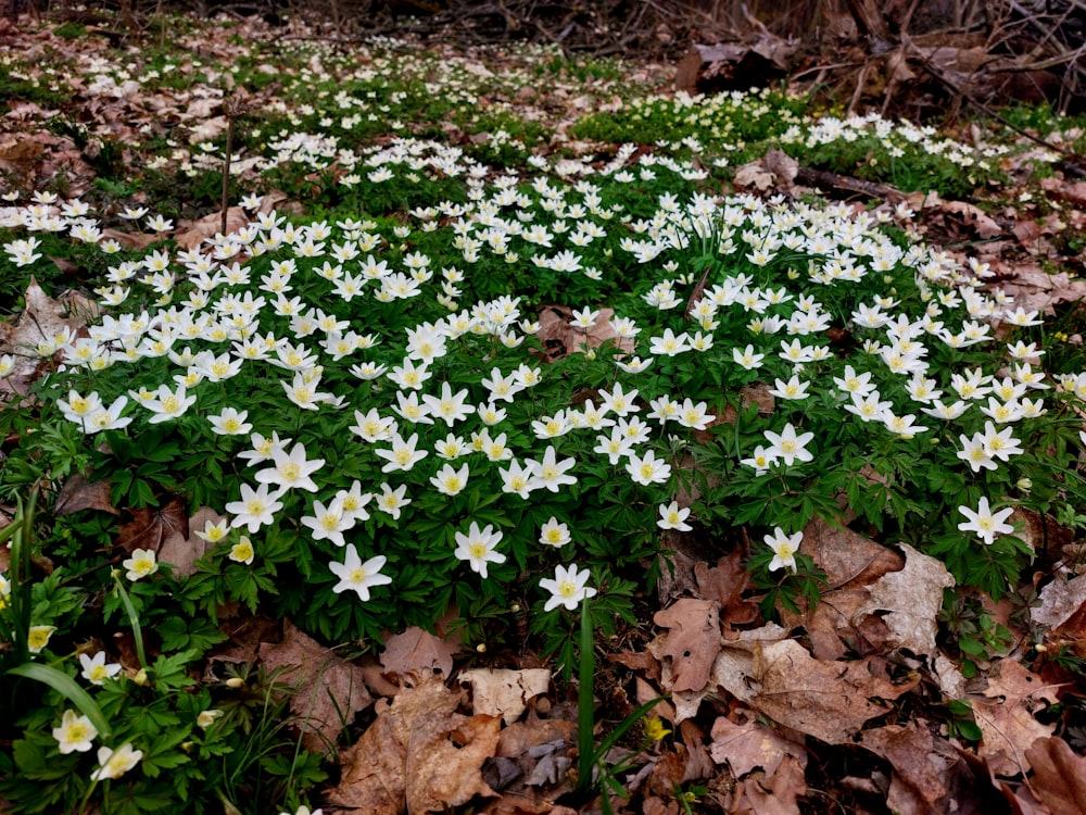 a bunch of white flowers that are in the grass