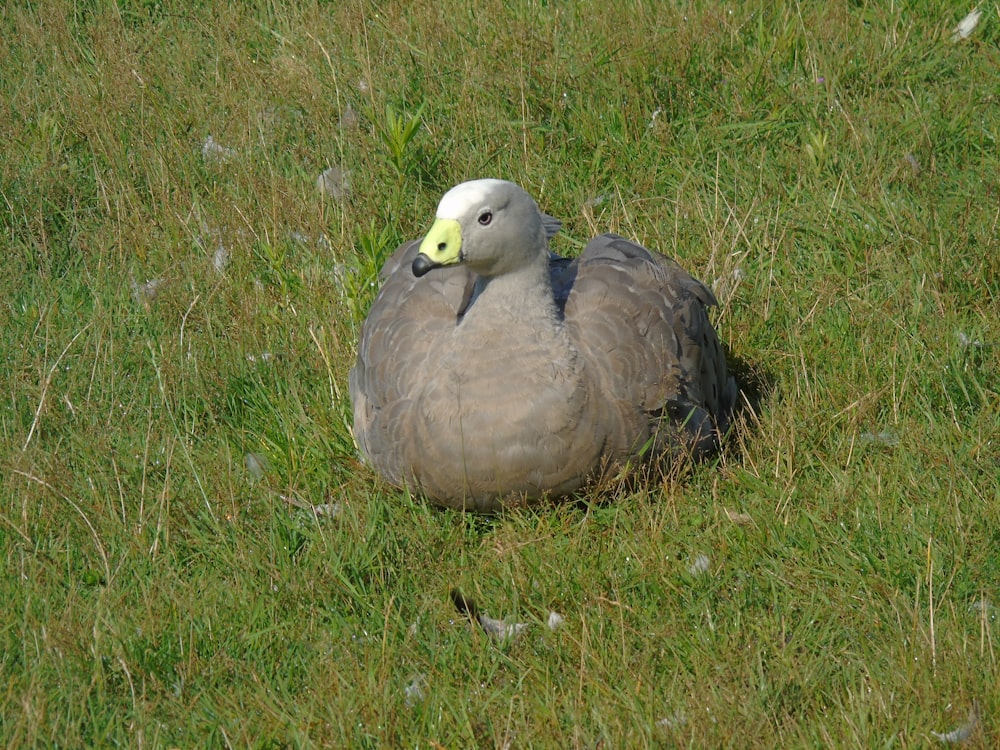 a gray and white bird sitting in the grass