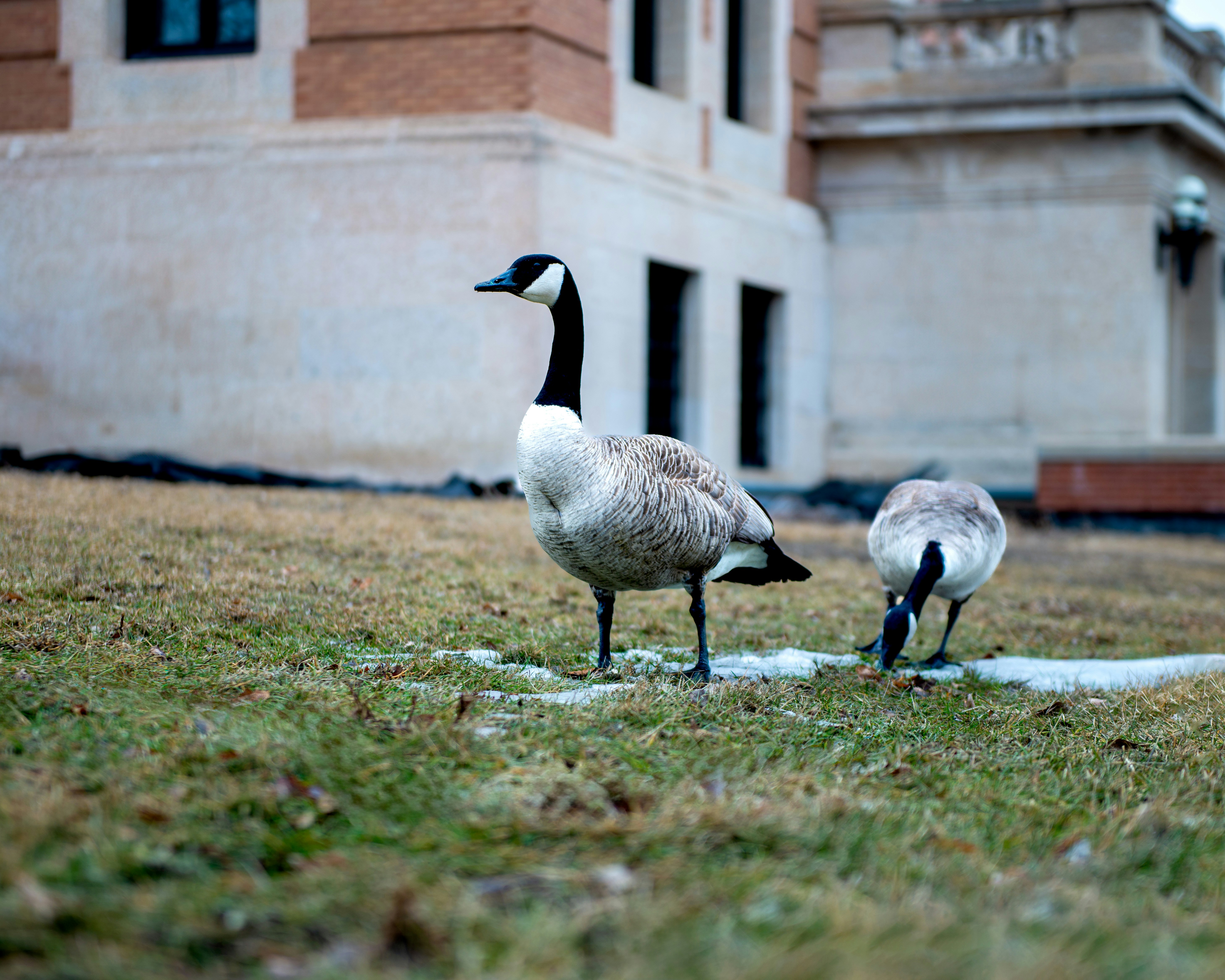 a couple of geese standing on top of a lush green field