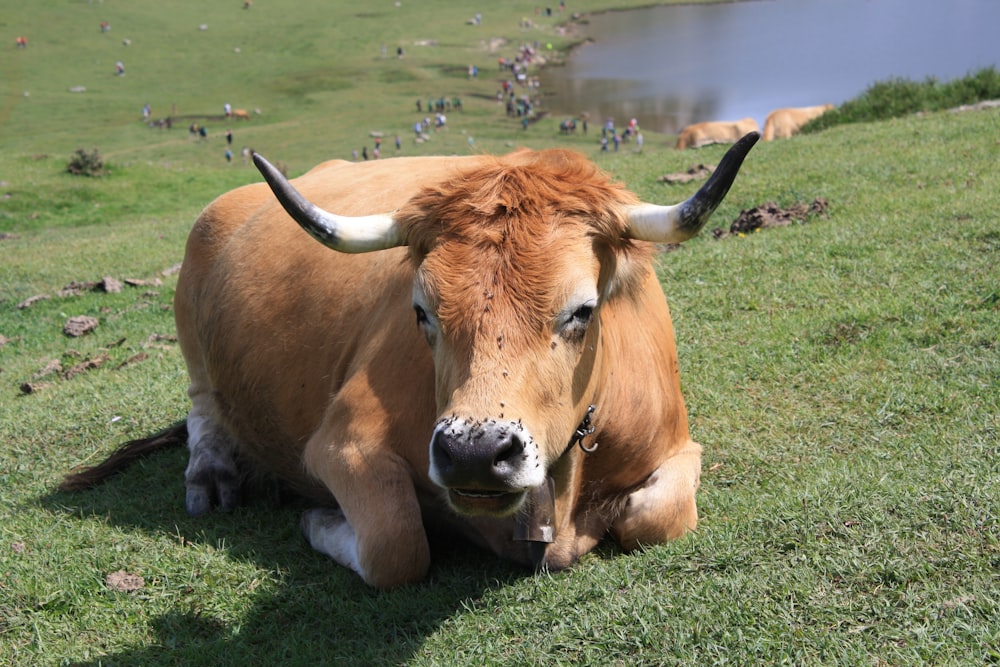 a brown cow laying on top of a lush green field