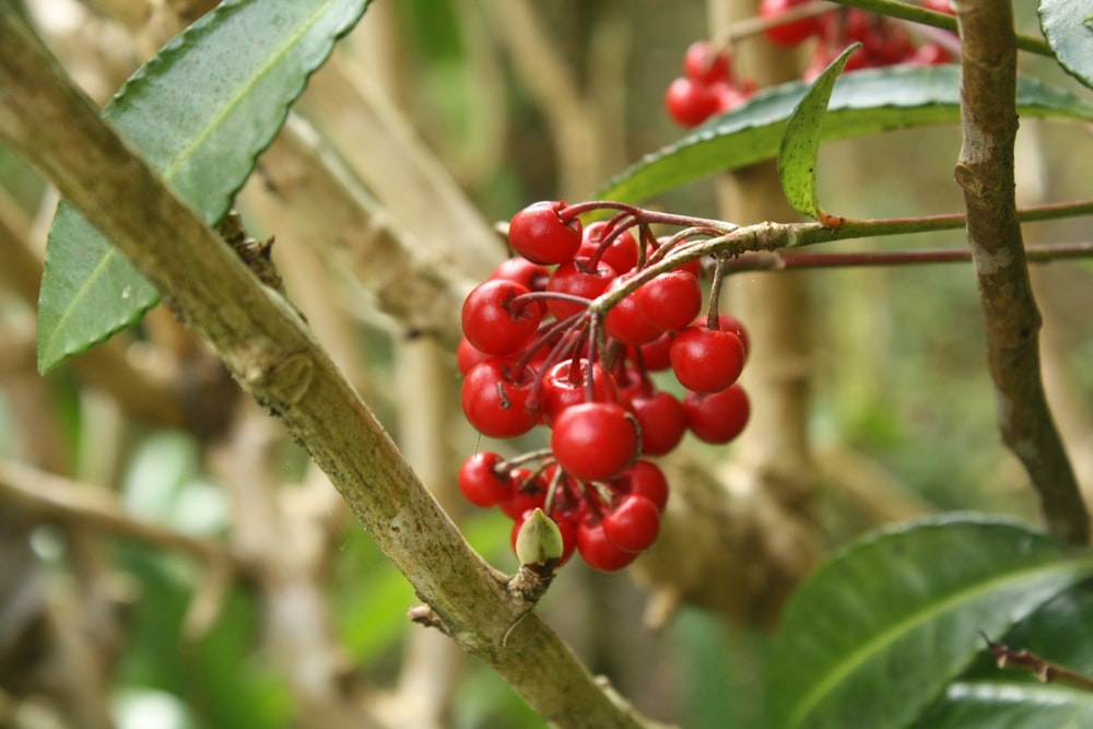 a bunch of red berries hanging from a tree