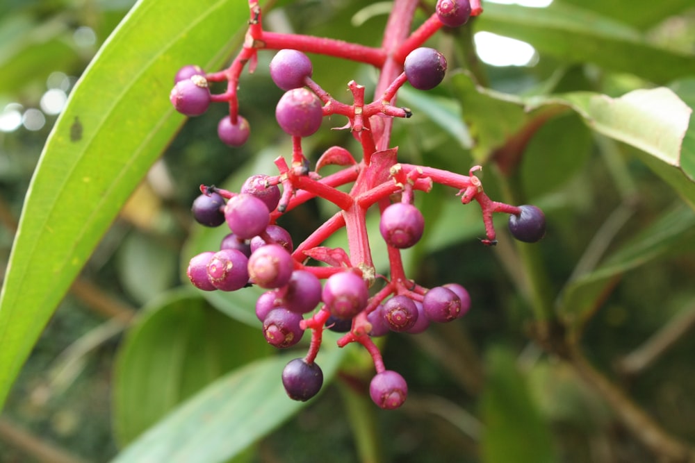 a close up of a bunch of berries on a tree