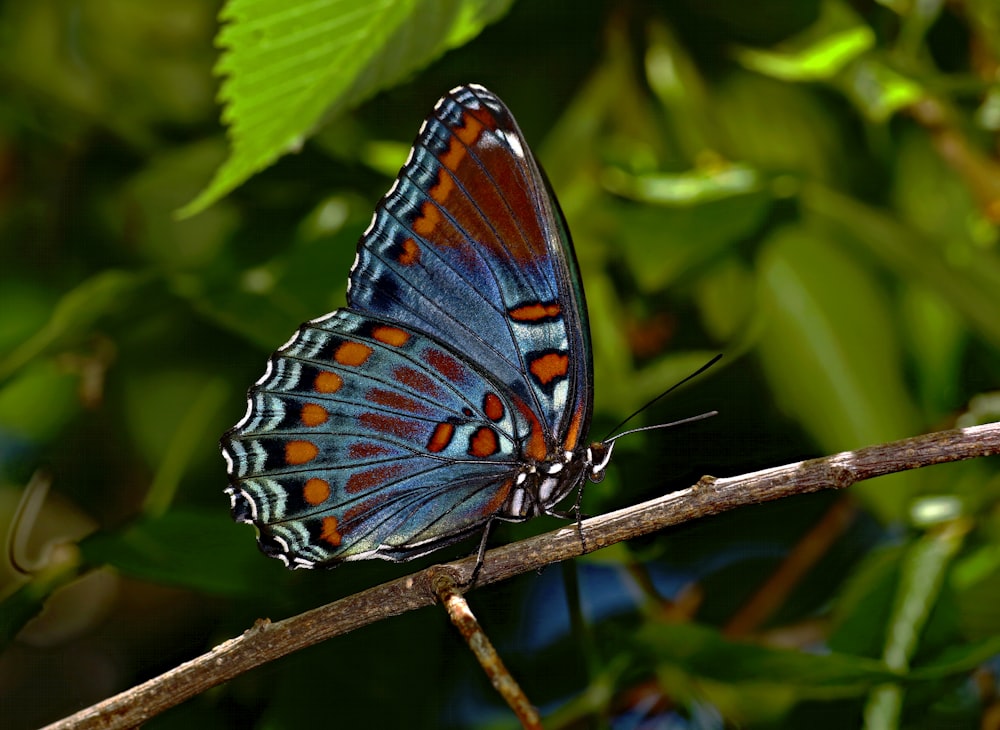 a blue and red butterfly sitting on a branch