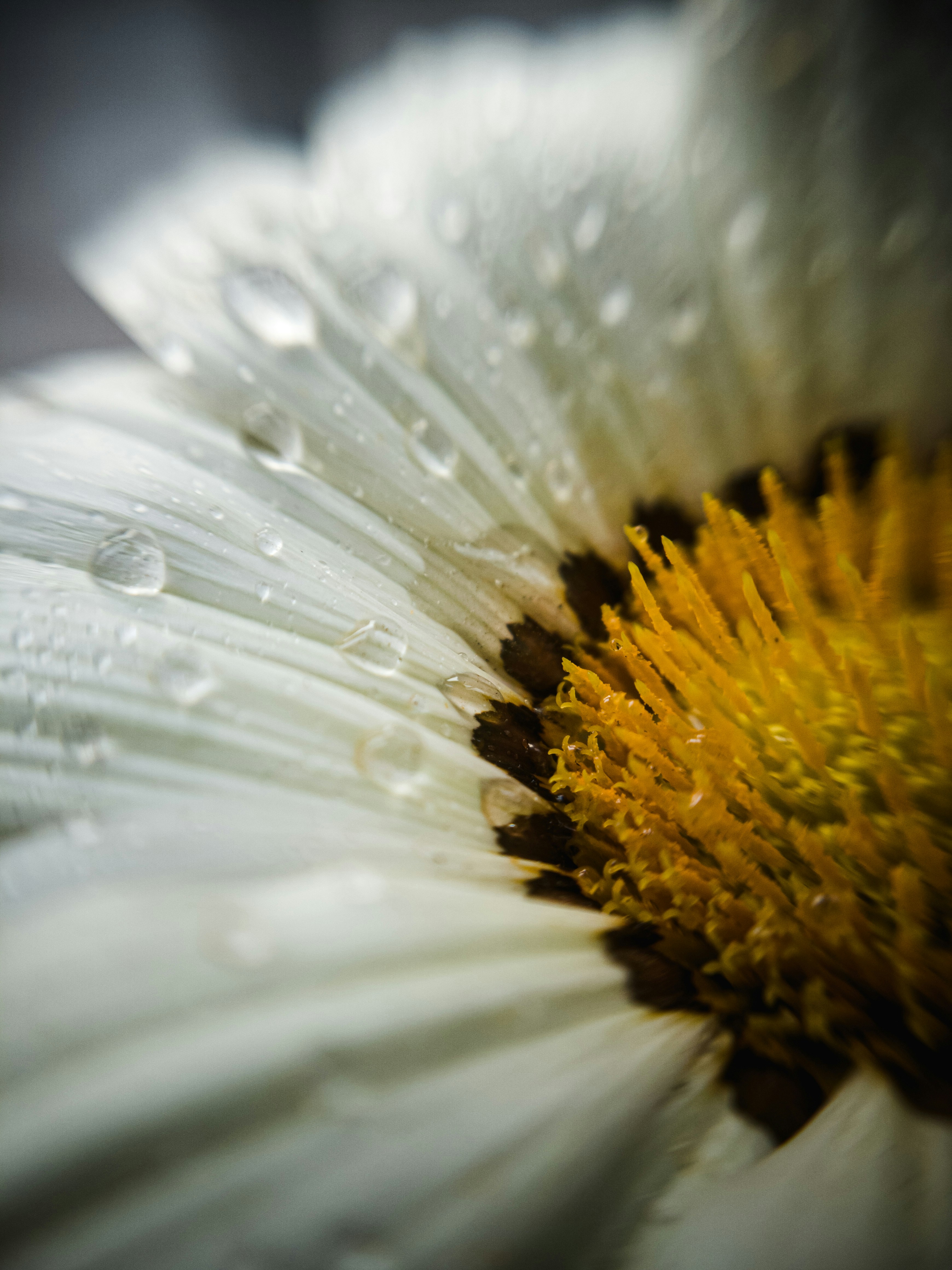 um close up de uma flor branca com gotículas de água