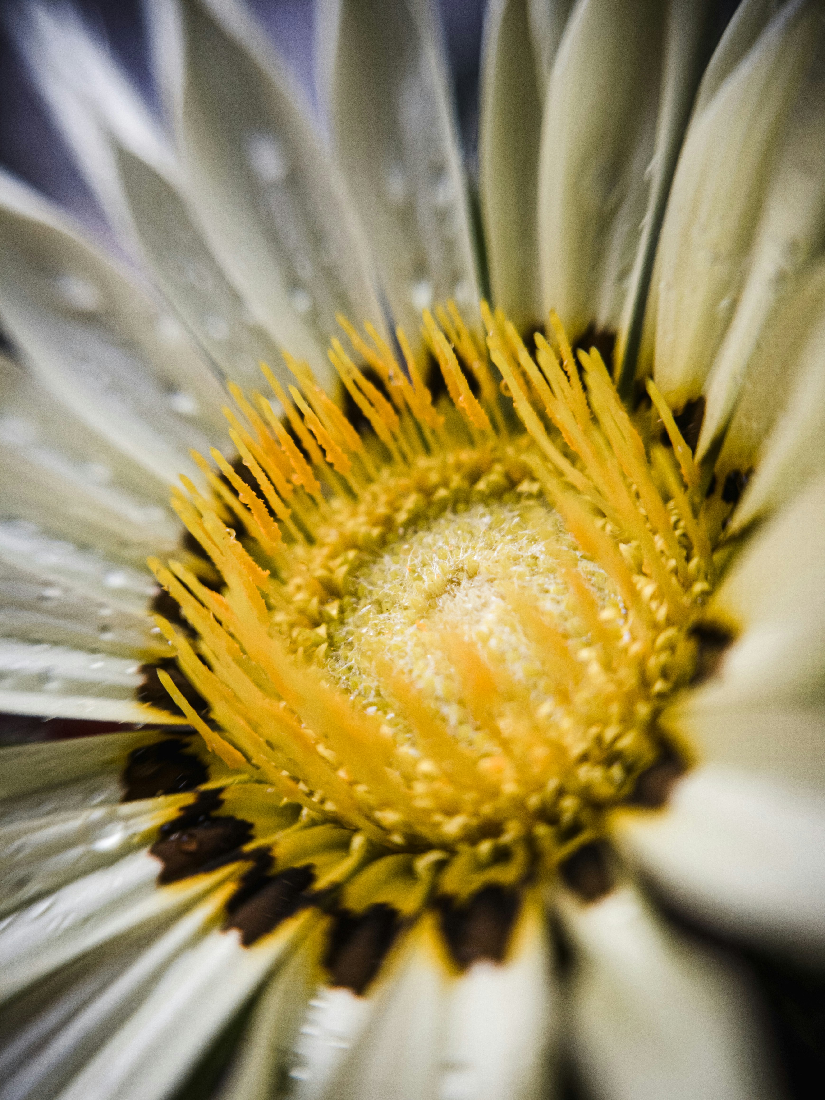 um close up de uma flor branca e amarela