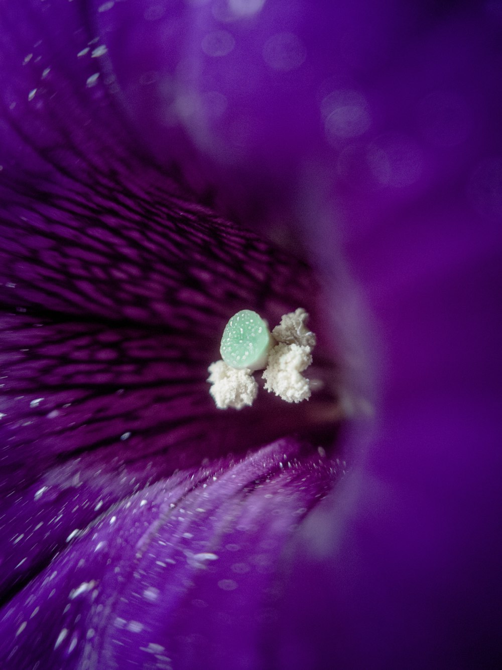 a close up of a purple flower with drops of water on it