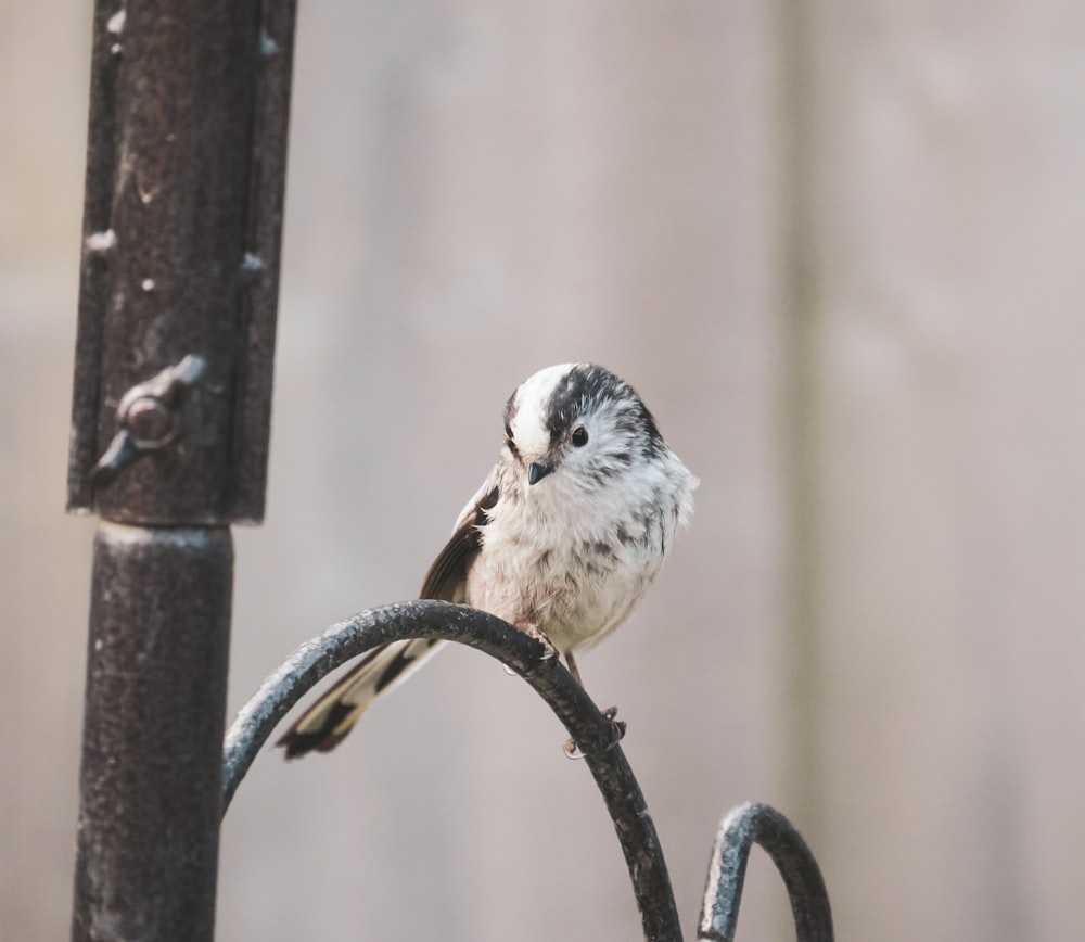 a small bird perched on top of a metal pole