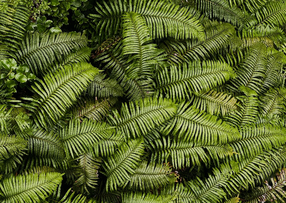 a bunch of green plants that are next to each other