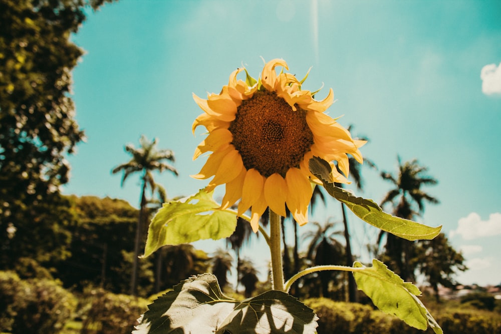 a large sunflower with a blue sky in the background