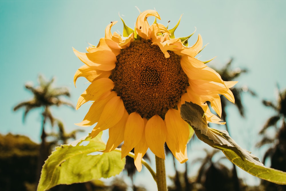 a sunflower with a blue sky in the background