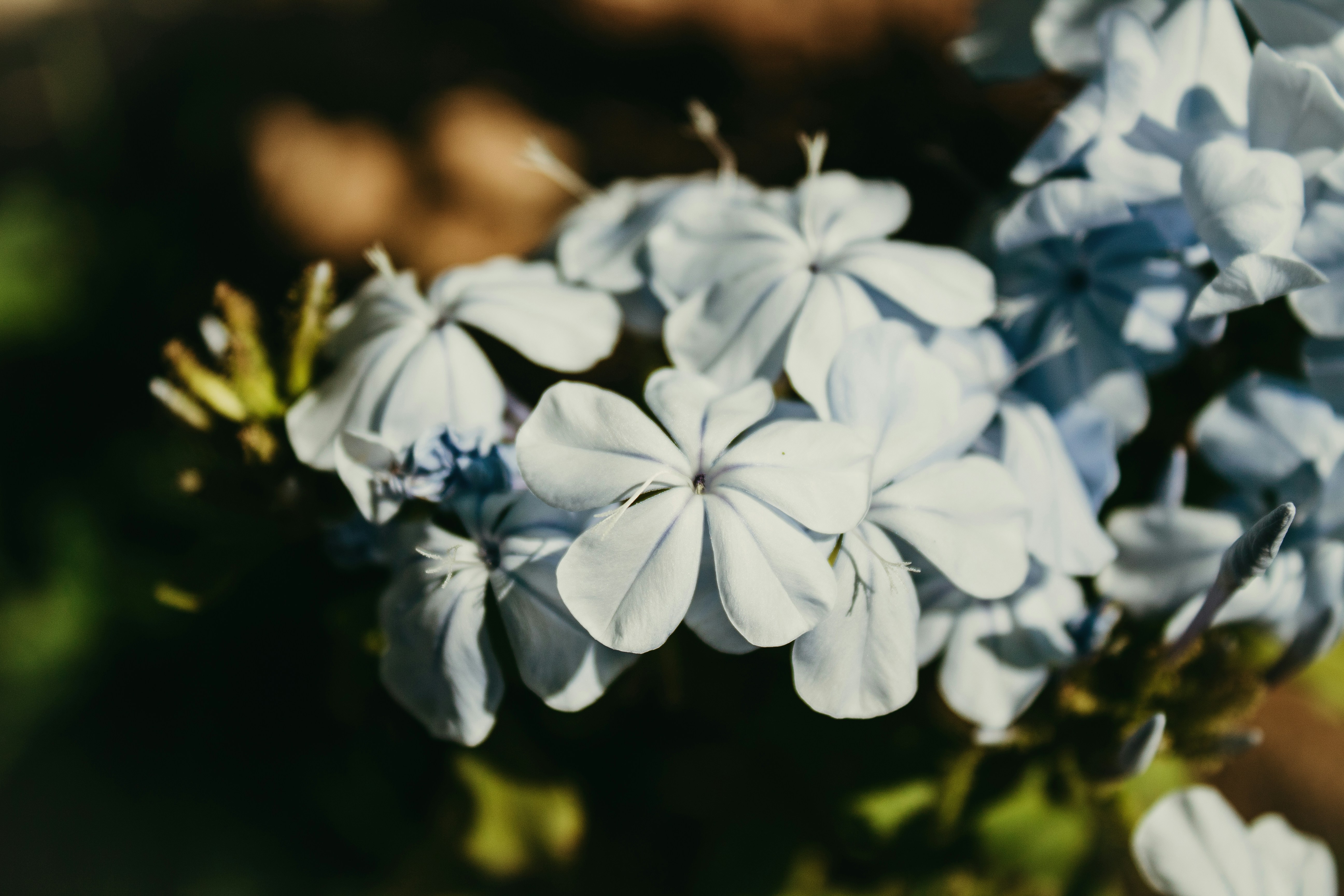 Photo by stephsviana