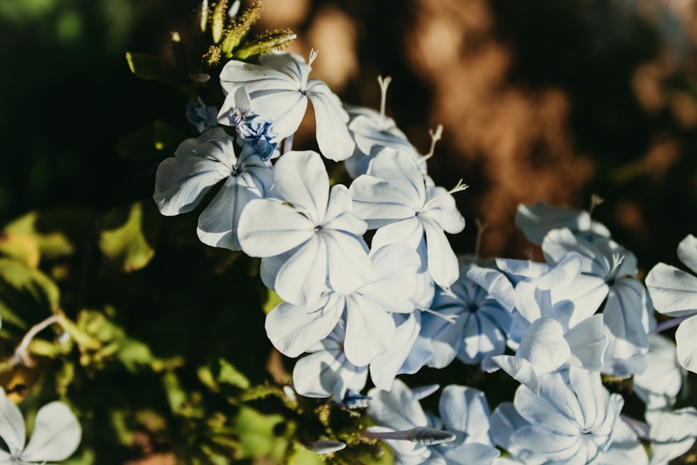 a bunch of white flowers that are on a bush