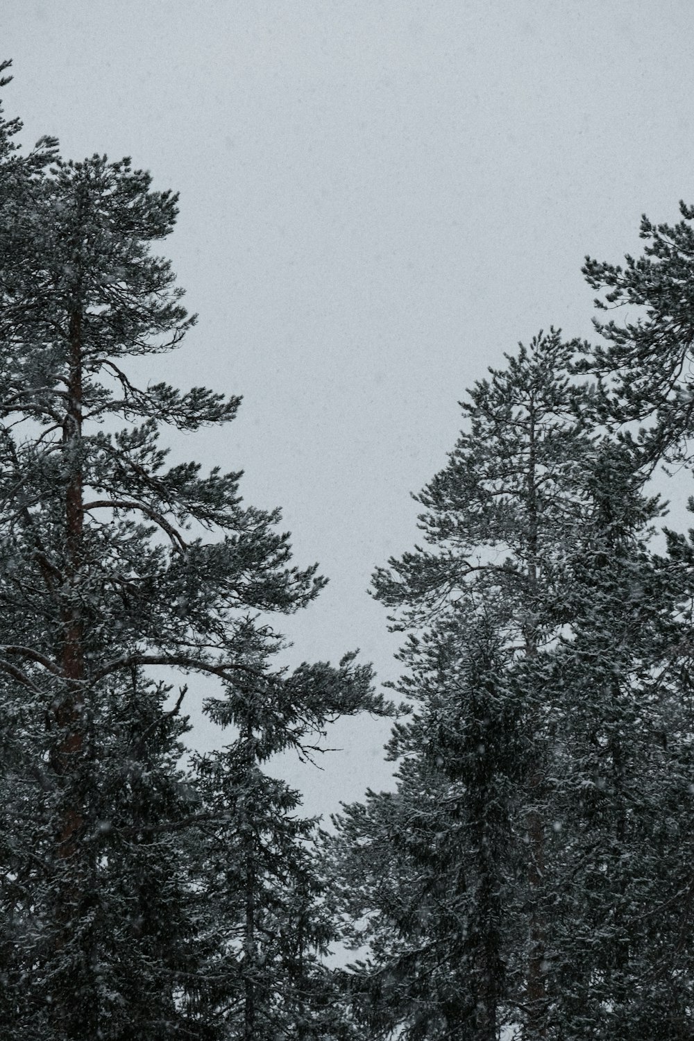 a couple of trees that are in the snow