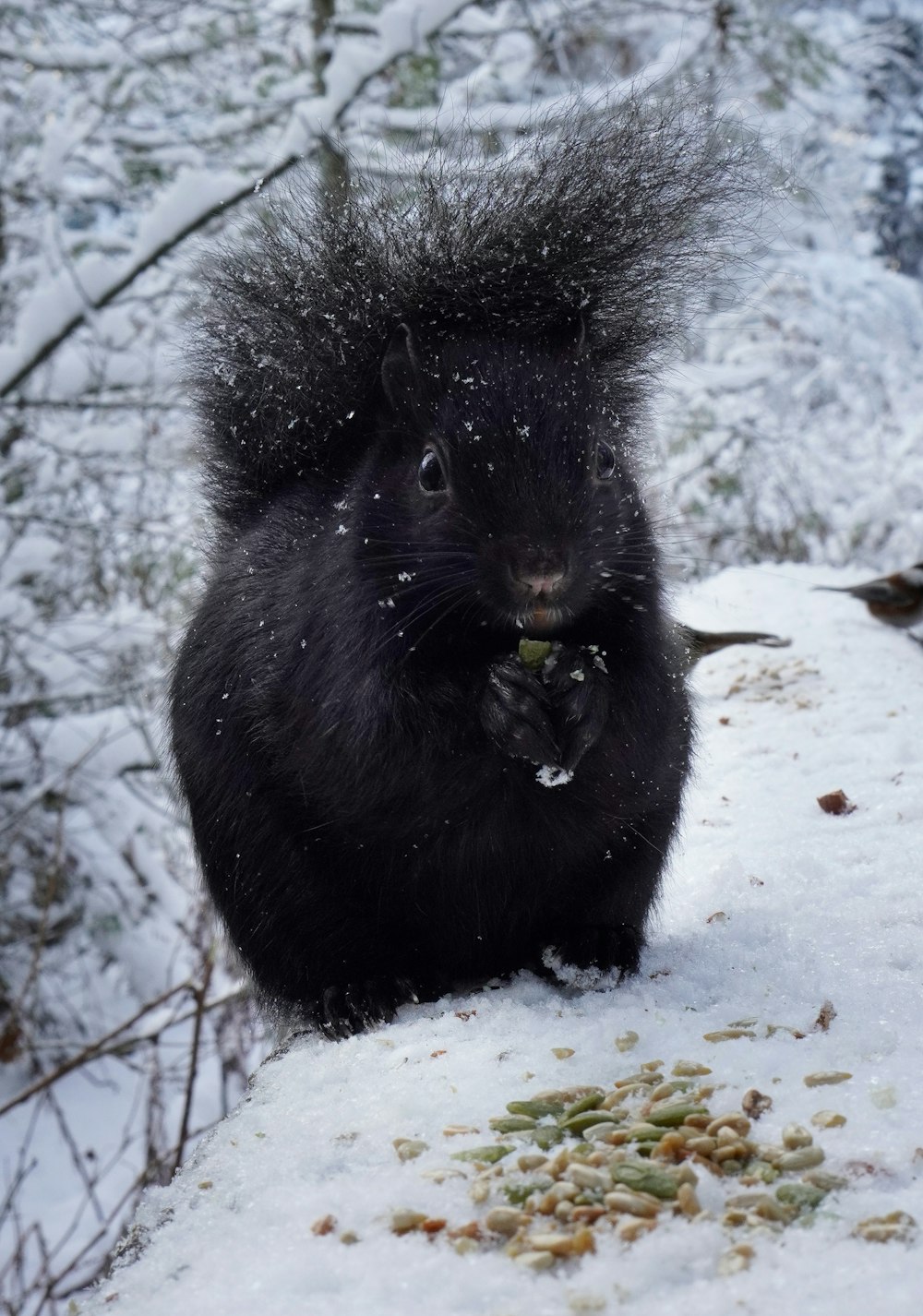a black squirrel eating a piece of food in the snow